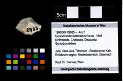 Foto (Objekt + Etikett) von Goniodromites bidentatus (Reuss, 1858)  (NHMW-GEO-1990-0041-2935)